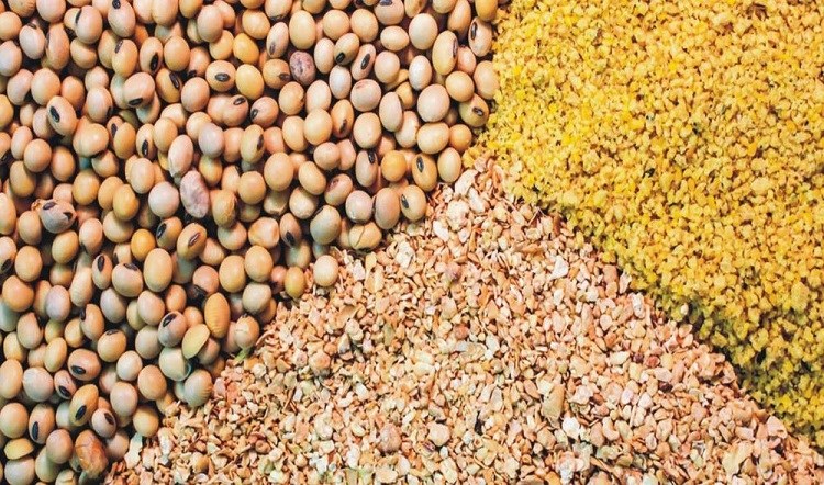 نگران نباشید؛ وزارت جهاد درصدد تامین نهاده های دامی است